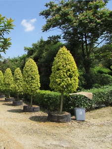 园林基地展示