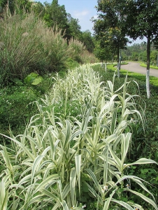 衡阳花叶芦竹