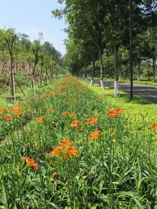 佛山黄花菜