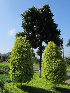 天门垂叶榕