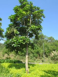 洛阳杜英