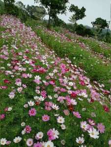 邵阳格桑花