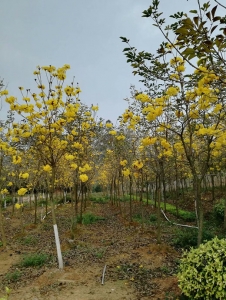 安阳黄花风铃木