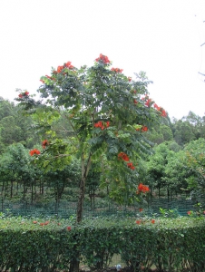 平顶山火焰木