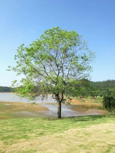 平顶山乌桕