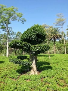 鄂州造型榕