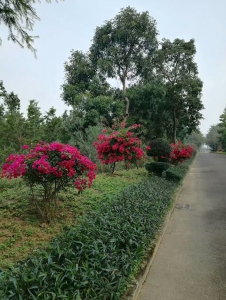 濮阳道路景观建设