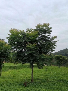 天门国庆花