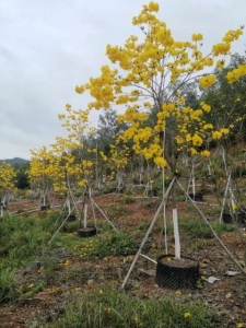 平顶山黄花风铃木