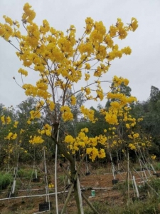 许昌黄花风铃木