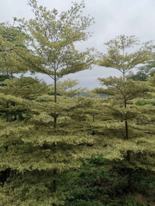 许昌锦叶榄仁