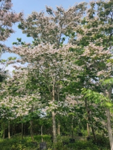 安阳花旗木，又名泰国樱花