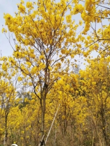 洛阳多花黄花风铃木