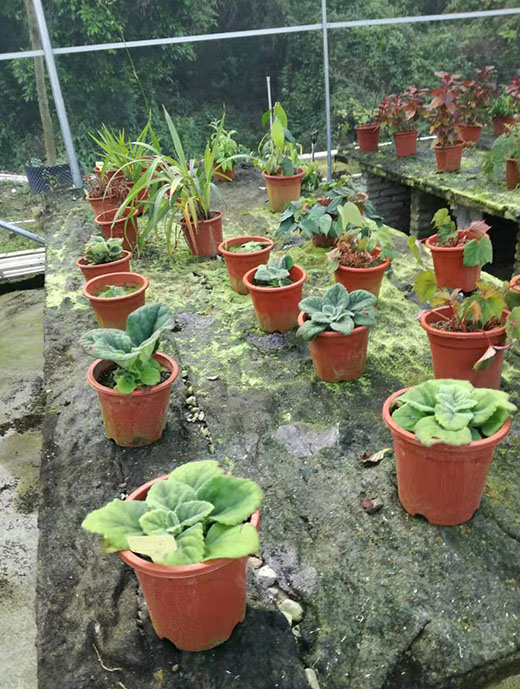 苗圃养护绿化