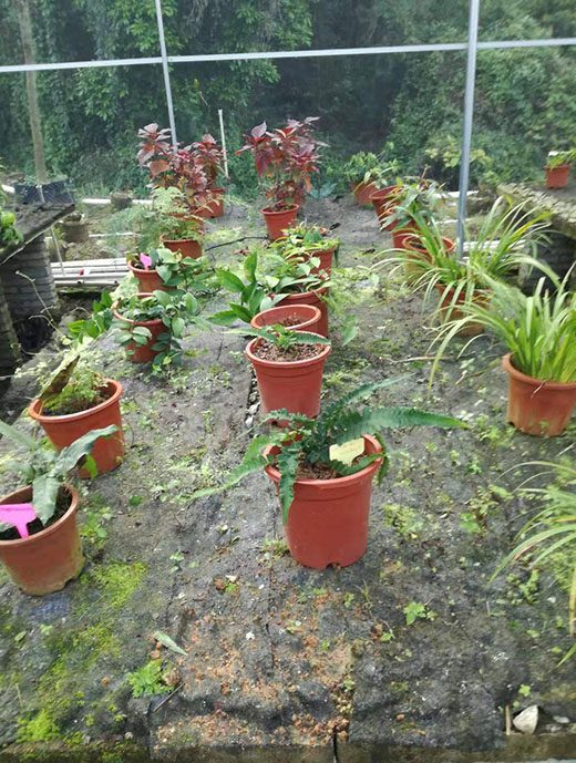 苗圃养护绿化