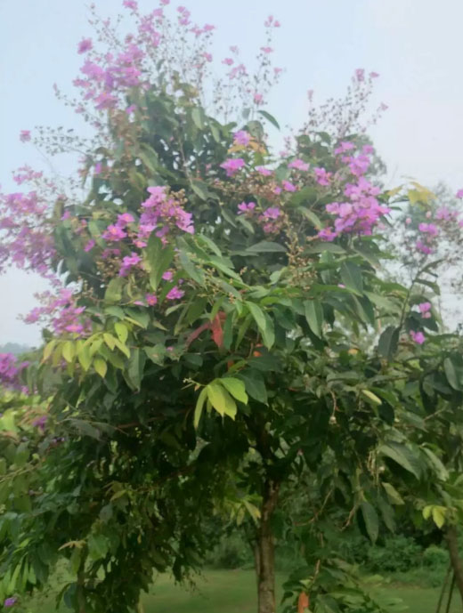 苗圃养护绿化
