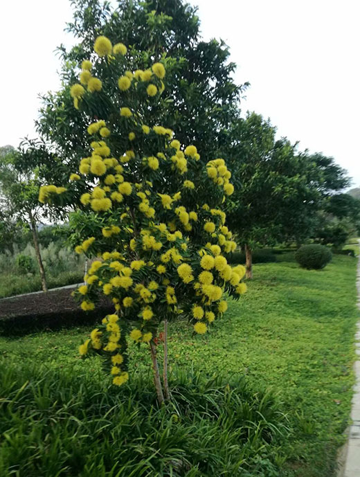 苗圃养护绿化