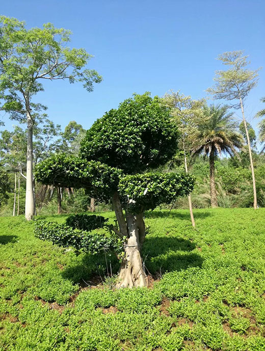 万都景观园林