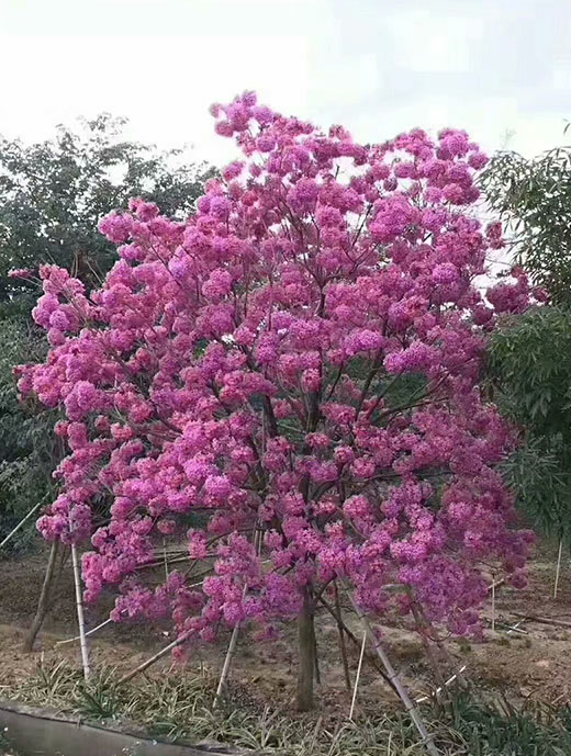 万都景观园林工程