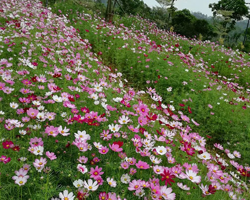 苗圃养护绿化