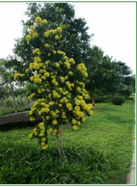 苗圃养护绿化