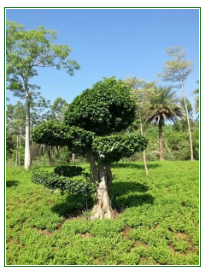 苗木培育培植