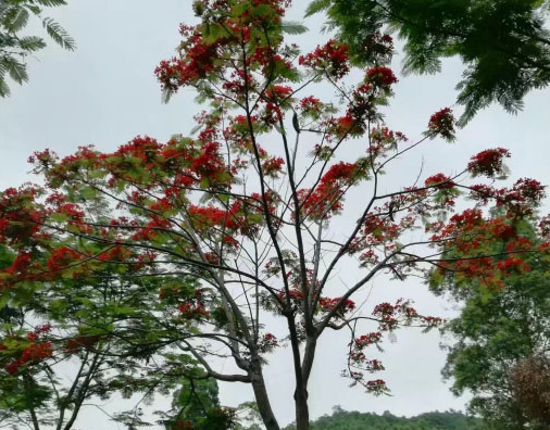 苗木种植管理