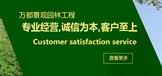 苗木培育培植绿化