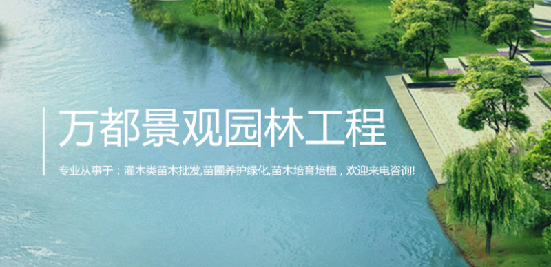 灌木类苗木