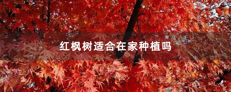 红枫树适合在家种植吗